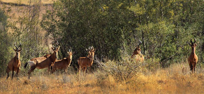 Kwaggaskop Game Farm Dullstroom Mpumalanga South Africa Deer, Mammal, Animal, Herbivore