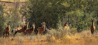 Kwaggaskop Game Farm Dullstroom Mpumalanga South Africa Deer, Mammal, Animal, Herbivore