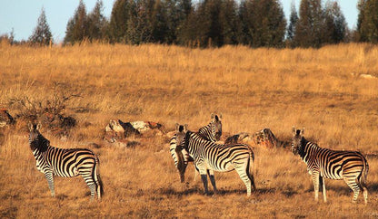 Kwaggaskop Game Farm Dullstroom Mpumalanga South Africa Zebra, Mammal, Animal, Herbivore