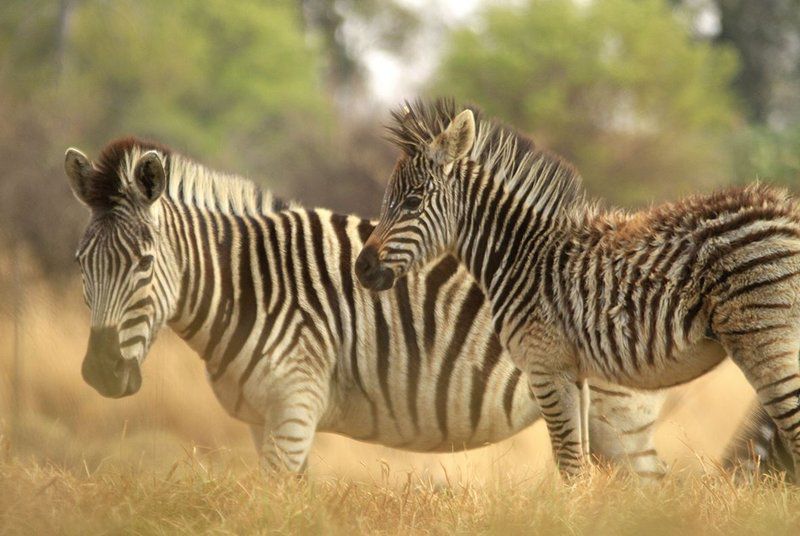 Kwaggaskop Game Farm Dullstroom Mpumalanga South Africa Sepia Tones, Zebra, Mammal, Animal, Herbivore