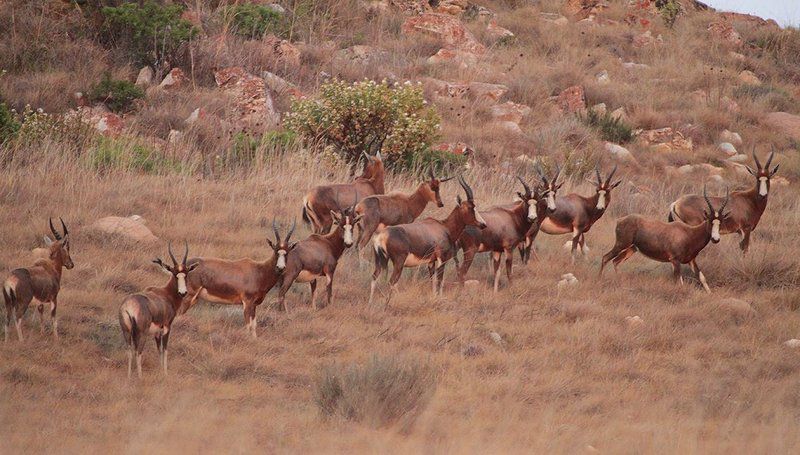 Kwaggaskop Game Farm Dullstroom Mpumalanga South Africa Deer, Mammal, Animal, Herbivore