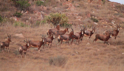 Kwaggaskop Game Farm Dullstroom Mpumalanga South Africa Deer, Mammal, Animal, Herbivore