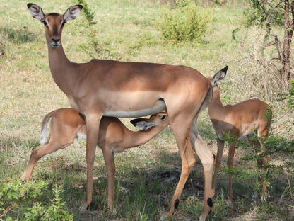 Kwalata Game Lodge Kwalata Game Ranch Gauteng South Africa Animal