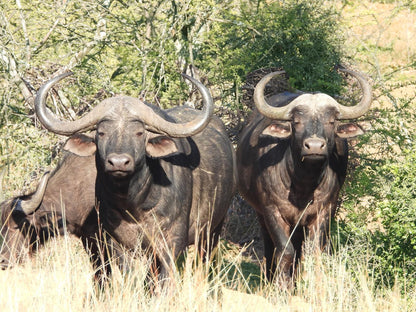 Kwalata Game Lodge Kwalata Game Ranch Gauteng South Africa Water Buffalo, Mammal, Animal, Herbivore