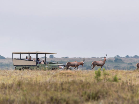 Kwantu Private Game Reserve, Animal, Lowland, Nature