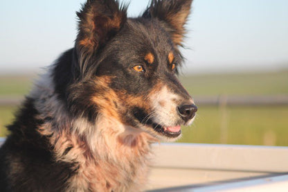 Kweekkraal Guest Farm Riversdale Western Cape South Africa Dog, Mammal, Animal, Pet