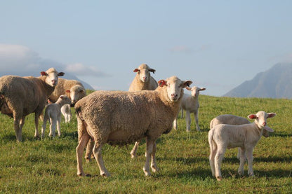 Kweekkraal Guest Farm Riversdale Western Cape South Africa Complementary Colors, Sheep, Mammal, Animal, Agriculture, Farm Animal, Herbivore