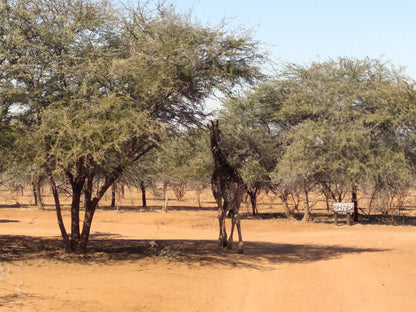 Kwekwe Private Game Lodge Marble Hall Limpopo Province South Africa Desert, Nature, Sand