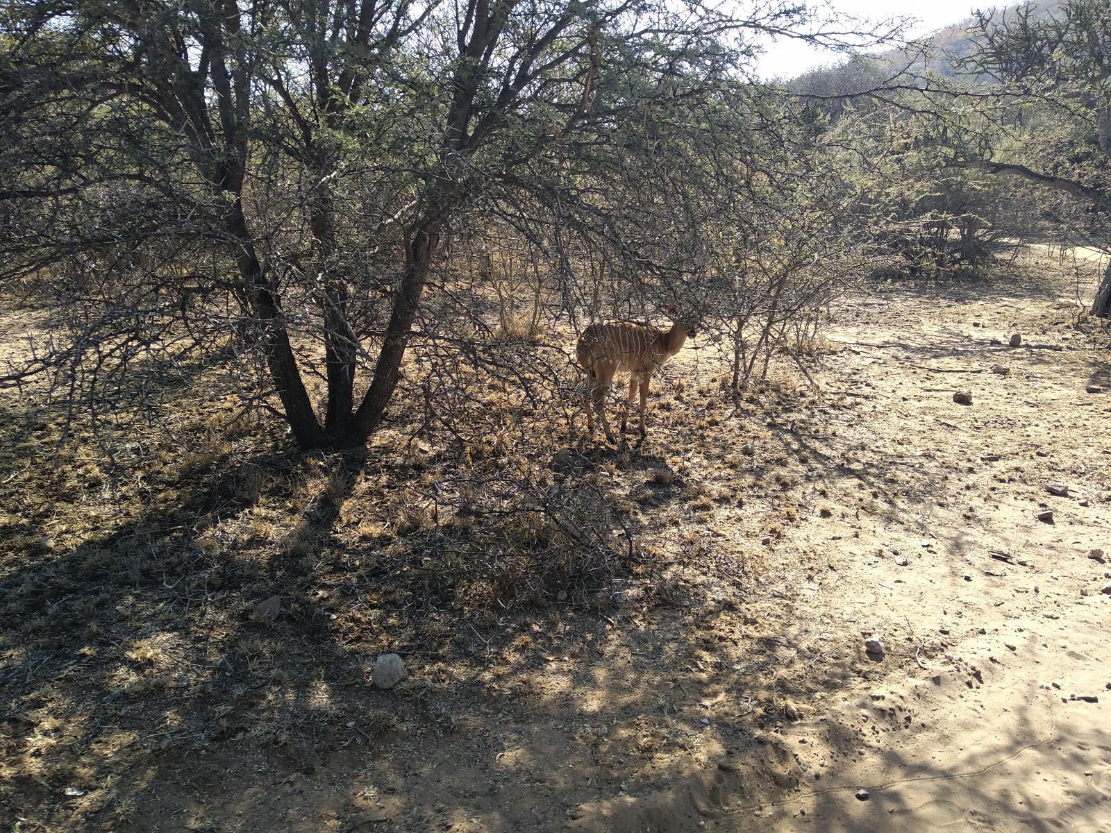 Kwekwe Private Game Lodge Marble Hall Limpopo Province South Africa Forest, Nature, Plant, Tree, Wood, Animal