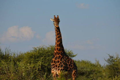 Kwe Kwe Private Game Lodge Marble Hall Limpopo Province South Africa Giraffe, Mammal, Animal, Herbivore