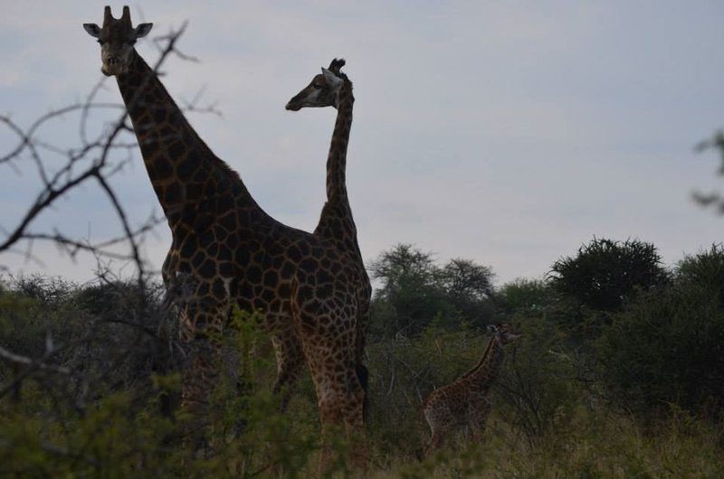 Kwe Kwe Private Game Lodge Marble Hall Limpopo Province South Africa Giraffe, Mammal, Animal, Herbivore