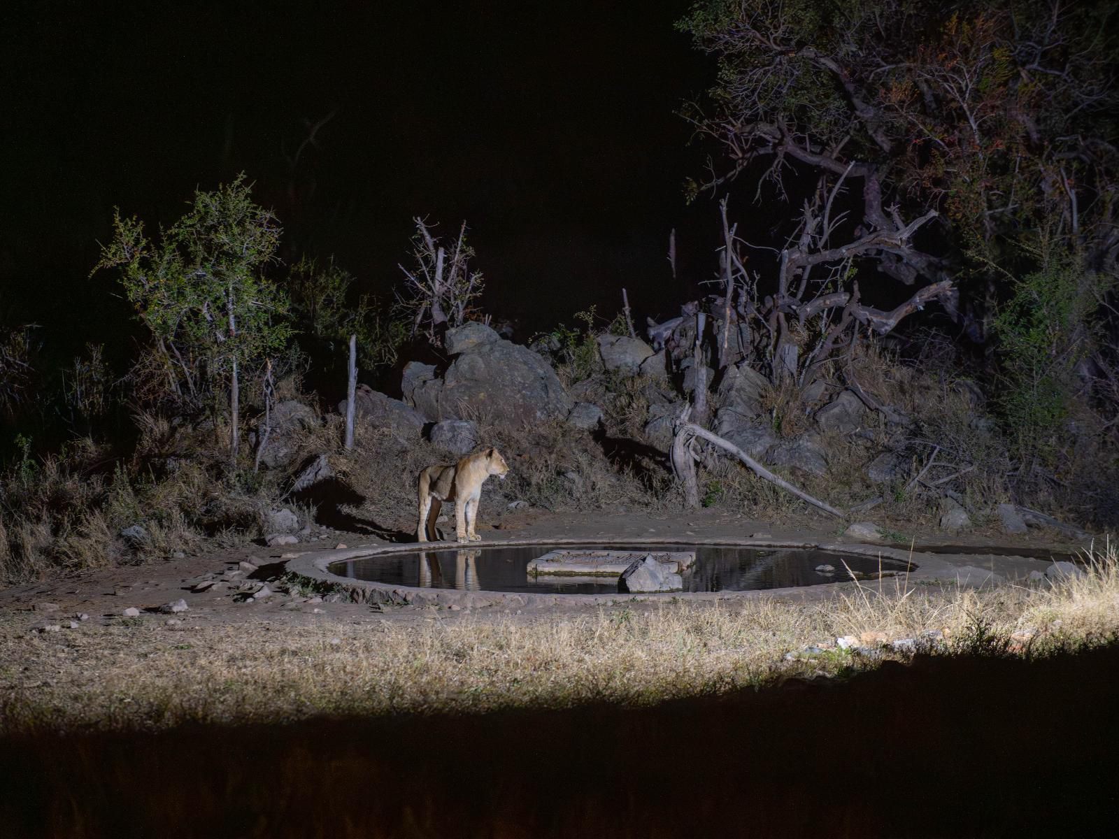 Kwenga Safari Lodge Balule Nature Reserve Mpumalanga South Africa Deer, Mammal, Animal, Herbivore