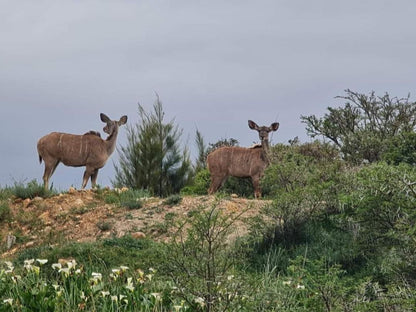 Kwetu Guest Farm Swellendam Western Cape South Africa Deer, Mammal, Animal, Herbivore