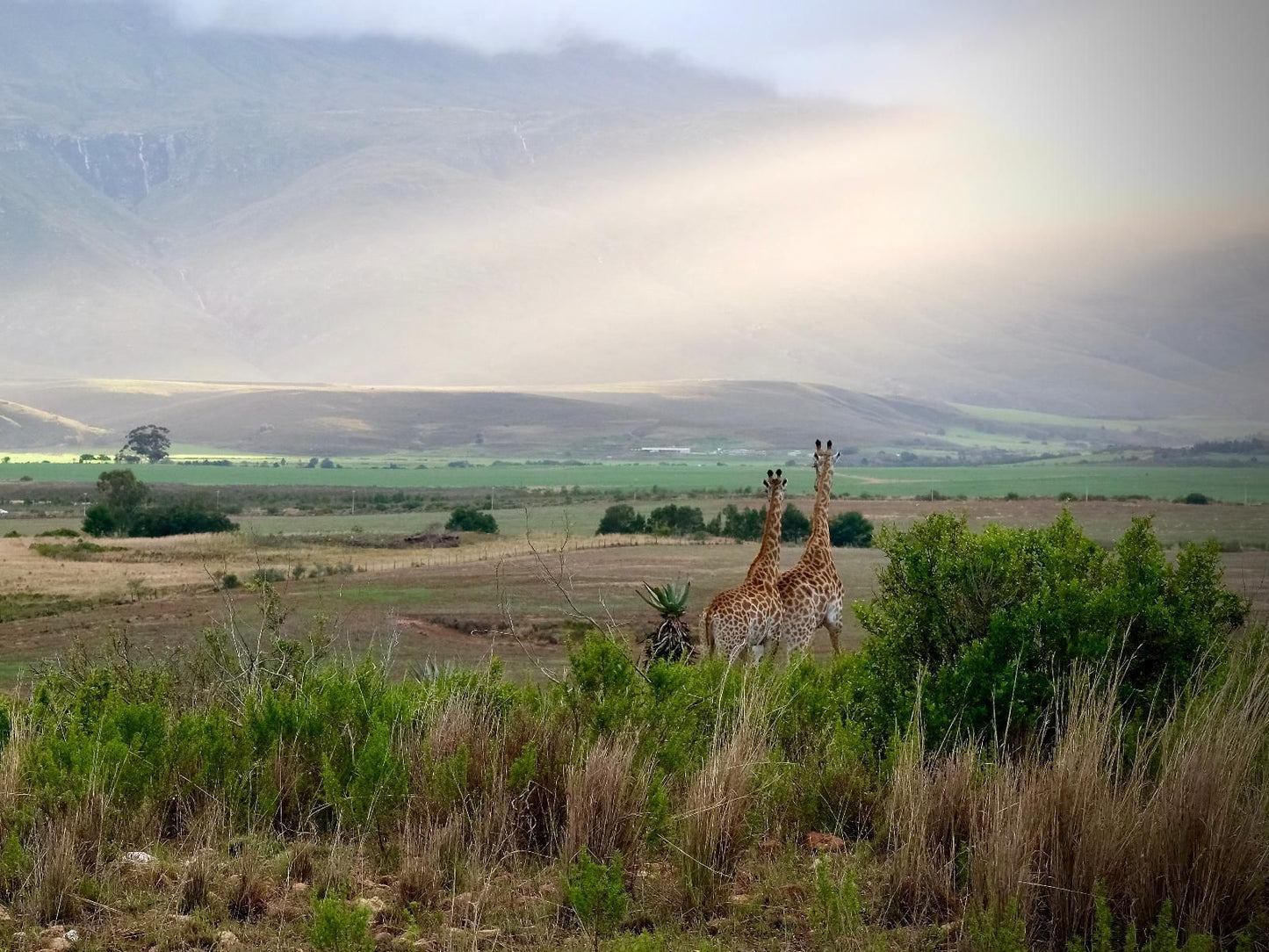 Kwetu Guest Farm Swellendam Western Cape South Africa Llama, Mammal, Animal, Herbivore