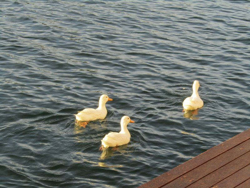 La Caribe 55 Marina Martinique Jeffreys Bay Eastern Cape South Africa Unsaturated, Bird, Animal, Lake, Nature, Waters