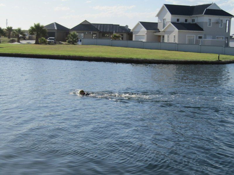 La Caribe 55 Marina Martinique Jeffreys Bay Eastern Cape South Africa Dog, Mammal, Animal, Pet, River, Nature, Waters