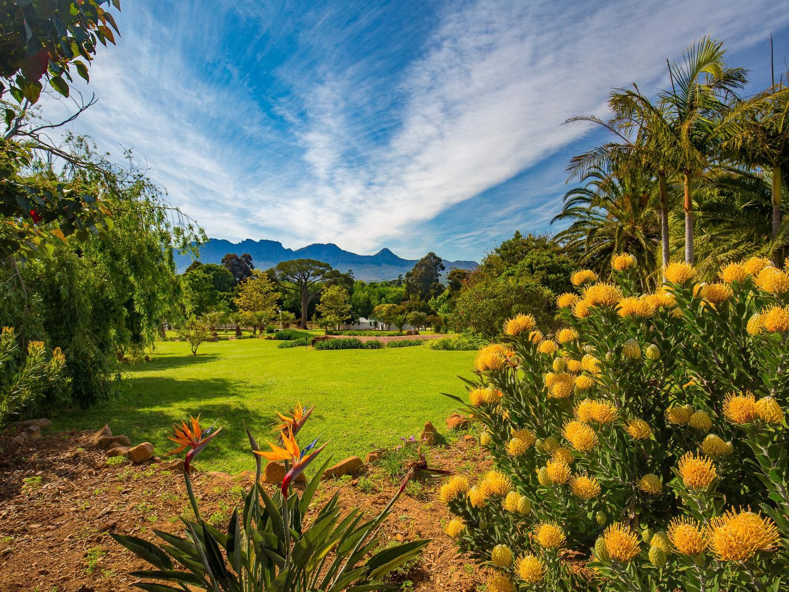 La Felicita Boutique Villas And Apartments Parel Vallei Somerset West Western Cape South Africa Complementary Colors, Plant, Nature, Garden