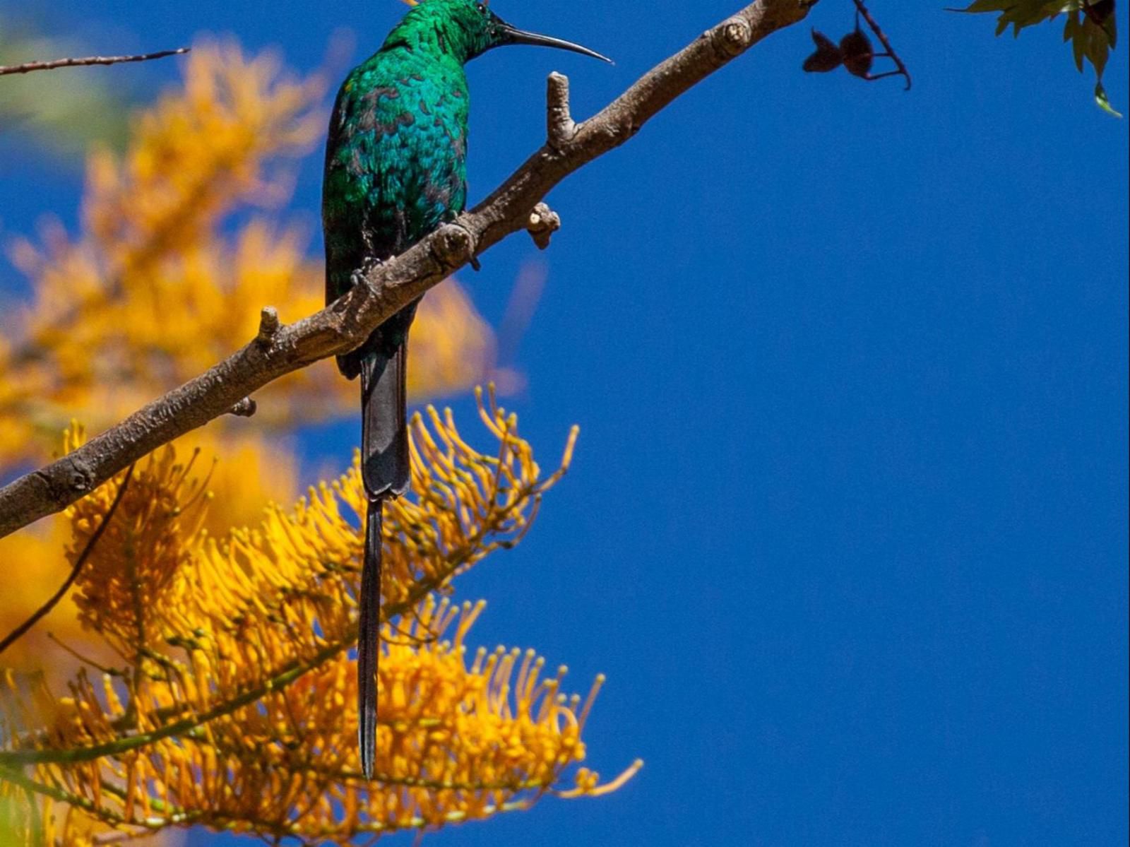 La Ferme Wemmershoek Western Cape South Africa Complementary Colors, Colorful, Bird, Animal