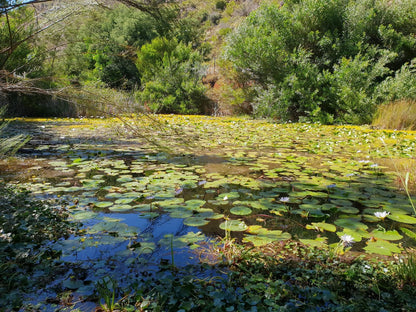 La Ferme Wemmershoek Western Cape South Africa River, Nature, Waters, Tree, Plant, Wood