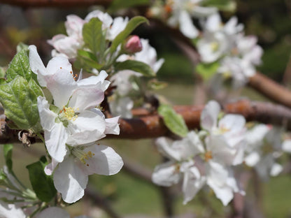 La Ferme Wemmershoek Western Cape South Africa Blossom, Plant, Nature, Flower