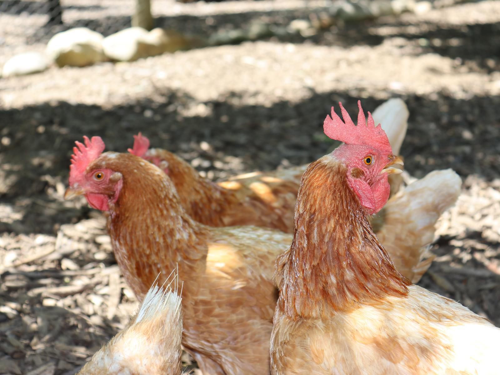 La Ferme Wemmershoek Western Cape South Africa Chicken, Bird, Animal, Agriculture, Farm Animal