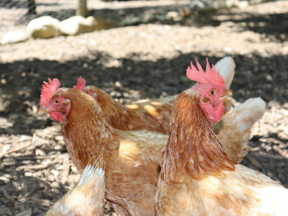 La Ferme Wemmershoek Western Cape South Africa Chicken, Bird, Animal, Agriculture, Farm Animal