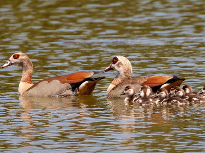 La Ferme Wemmershoek Western Cape South Africa Duck, Bird, Animal