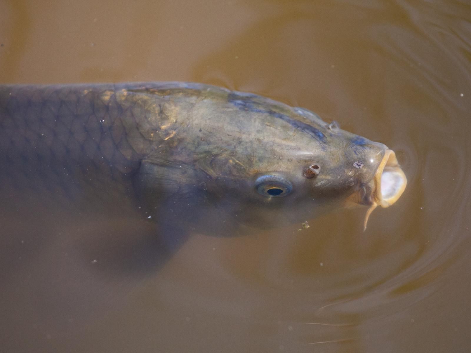 La Ferme Wemmershoek Western Cape South Africa Fish, Marine Animal, Animal