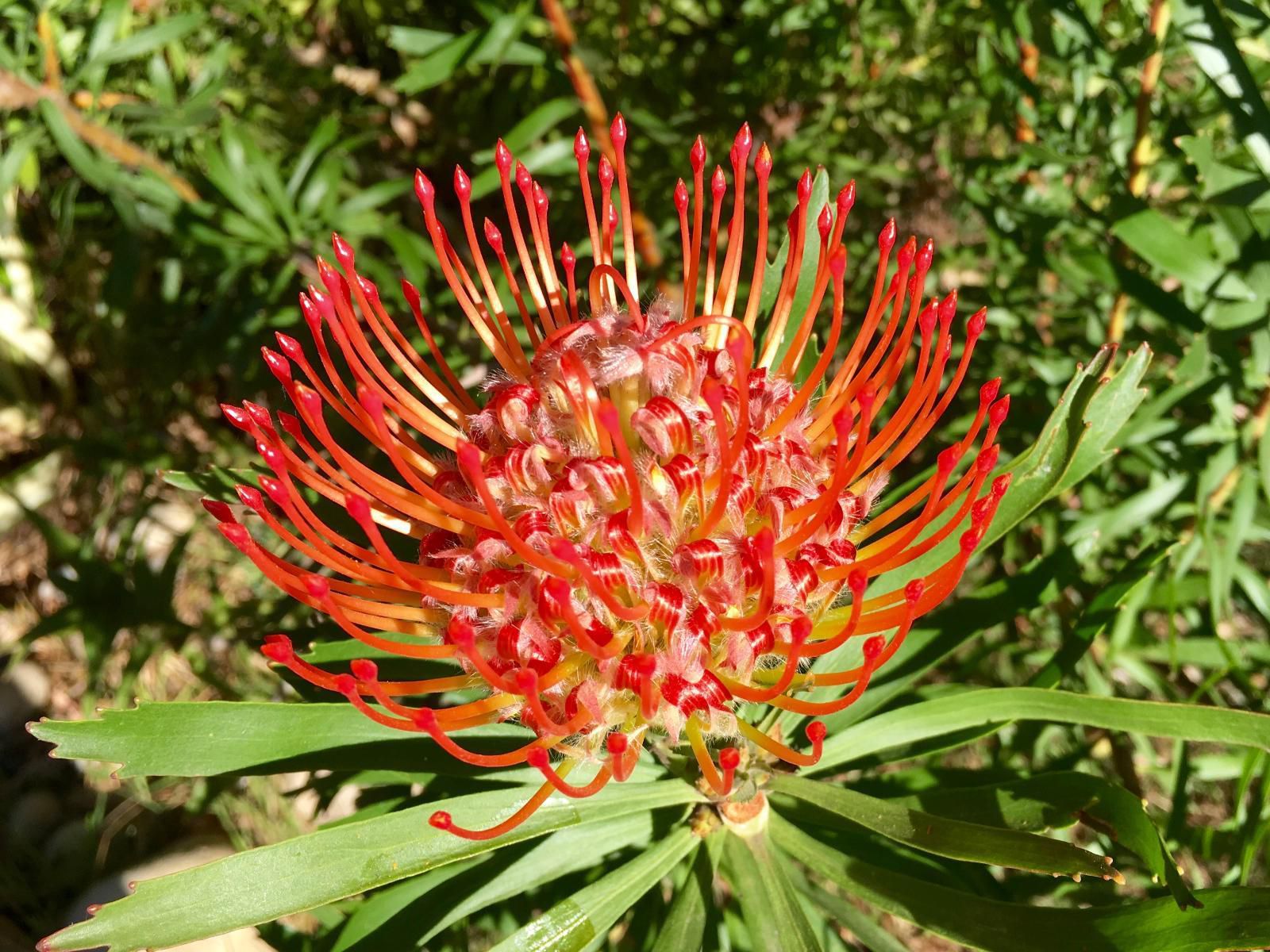 La Ferme Wemmershoek Western Cape South Africa Colorful, Plant, Nature