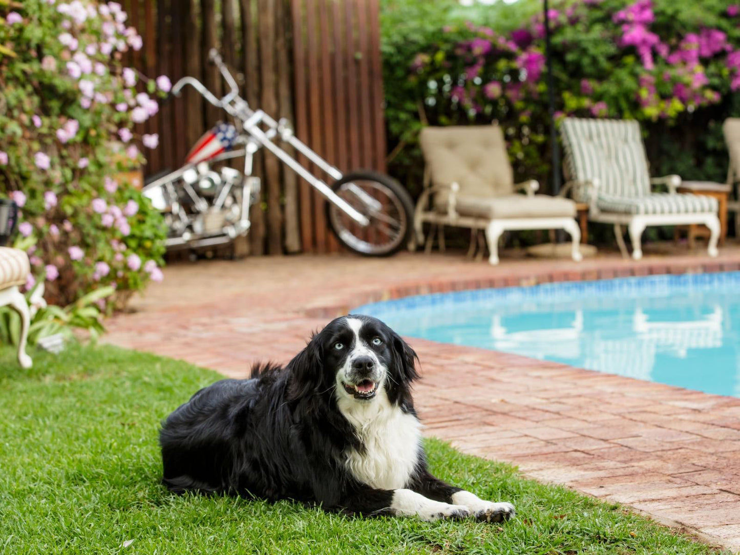 La Pension Guest House, Dog, Mammal, Animal, Pet, Bicycle, Vehicle