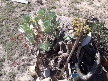 La Pension Stella Lyndoch Stellenbosch Stellenbosch Western Cape South Africa Cactus, Plant, Nature