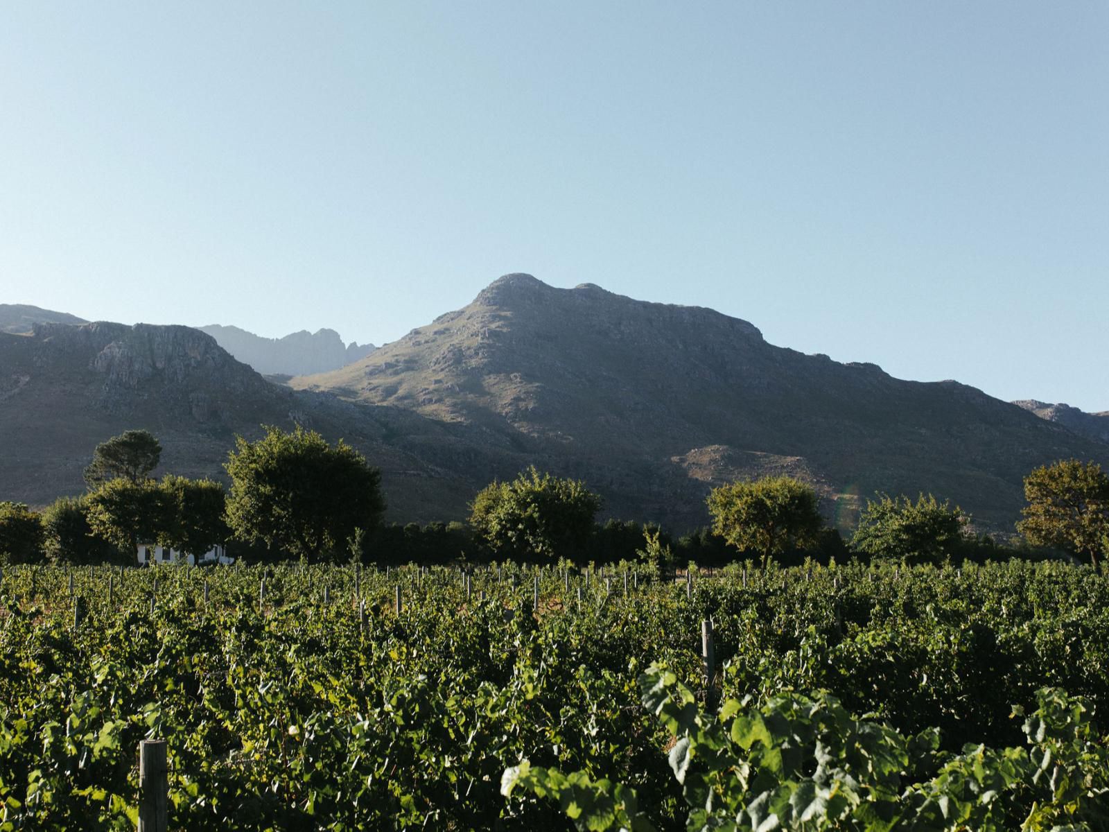 La Roche Estate Franschhoek Western Cape South Africa Complementary Colors