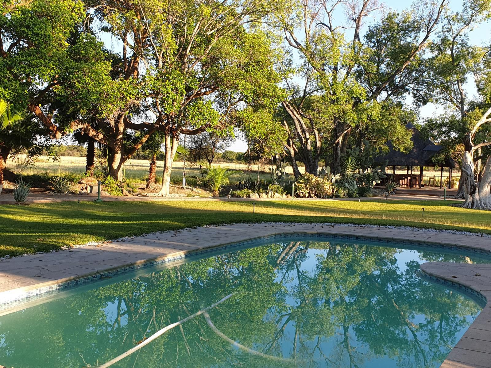 La Rochelle Lodge, Palm Tree, Plant, Nature, Wood, Swimming Pool