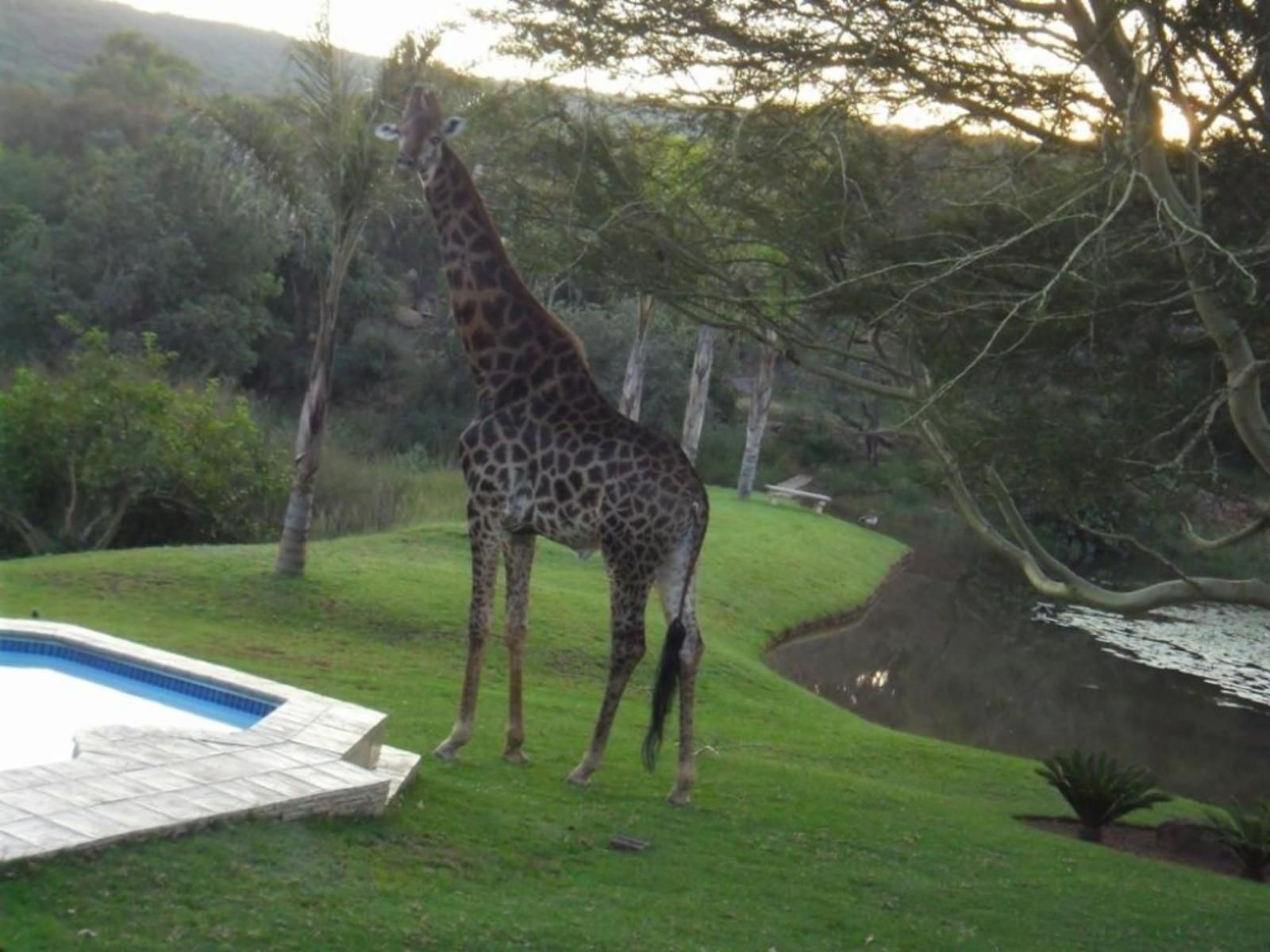 La Barune Game Lodge Vaalwater Limpopo Province South Africa Giraffe, Mammal, Animal, Herbivore