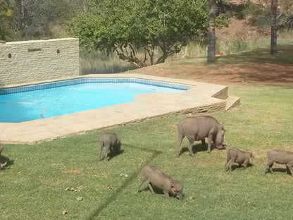 La Barune Game Lodge Vaalwater Limpopo Province South Africa Animal, Swimming Pool