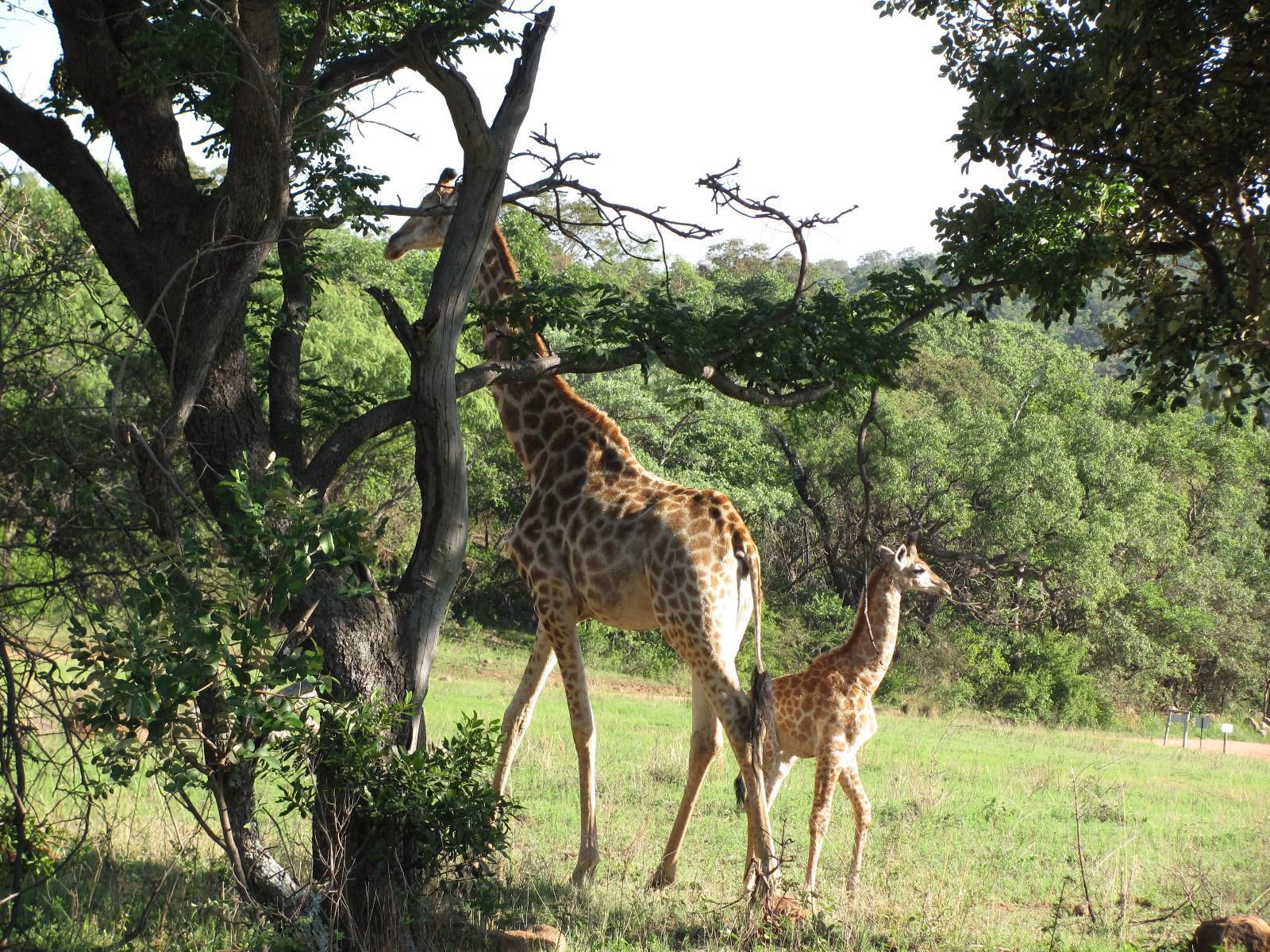 La Barune Game Lodge Vaalwater Limpopo Province South Africa Giraffe, Mammal, Animal, Herbivore