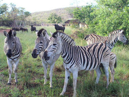 La Barune Game Lodge Vaalwater Limpopo Province South Africa Zebra, Mammal, Animal, Herbivore