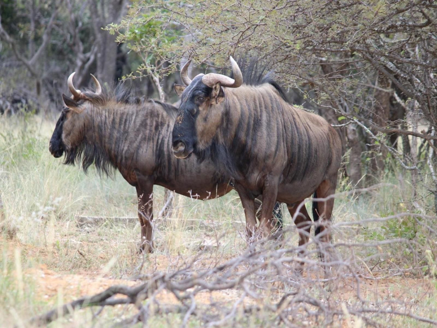 La Barune Game Lodge Vaalwater Limpopo Province South Africa Gnu, Mammal, Animal, Herbivore