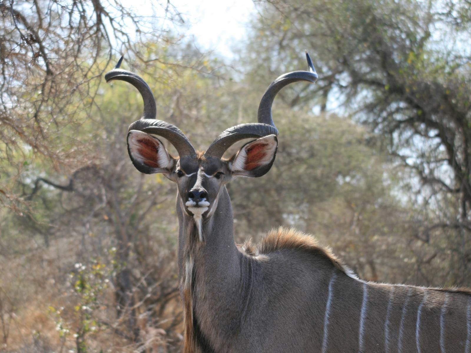 La Barune Game Lodge Vaalwater Limpopo Province South Africa Unsaturated, Animal