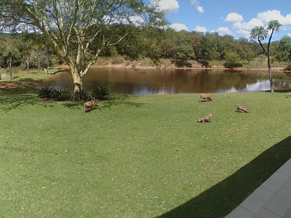 La Barune Game Lodge Vaalwater Limpopo Province South Africa Bird, Animal