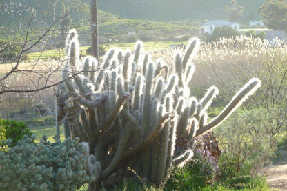 Ladismith Country House Ladismith Western Cape South Africa Cactus, Plant, Nature