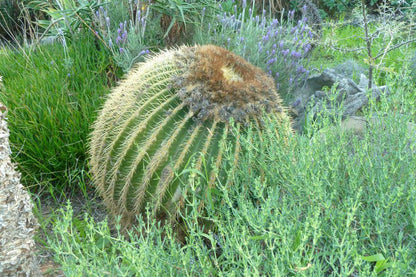 Ladismith Country House Ladismith Western Cape South Africa Plant, Nature