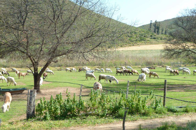 Ladismith Country House Ladismith Western Cape South Africa Animal