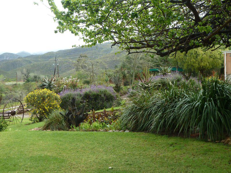 Ladismith Country House Ladismith Western Cape South Africa Plant, Nature, Garden