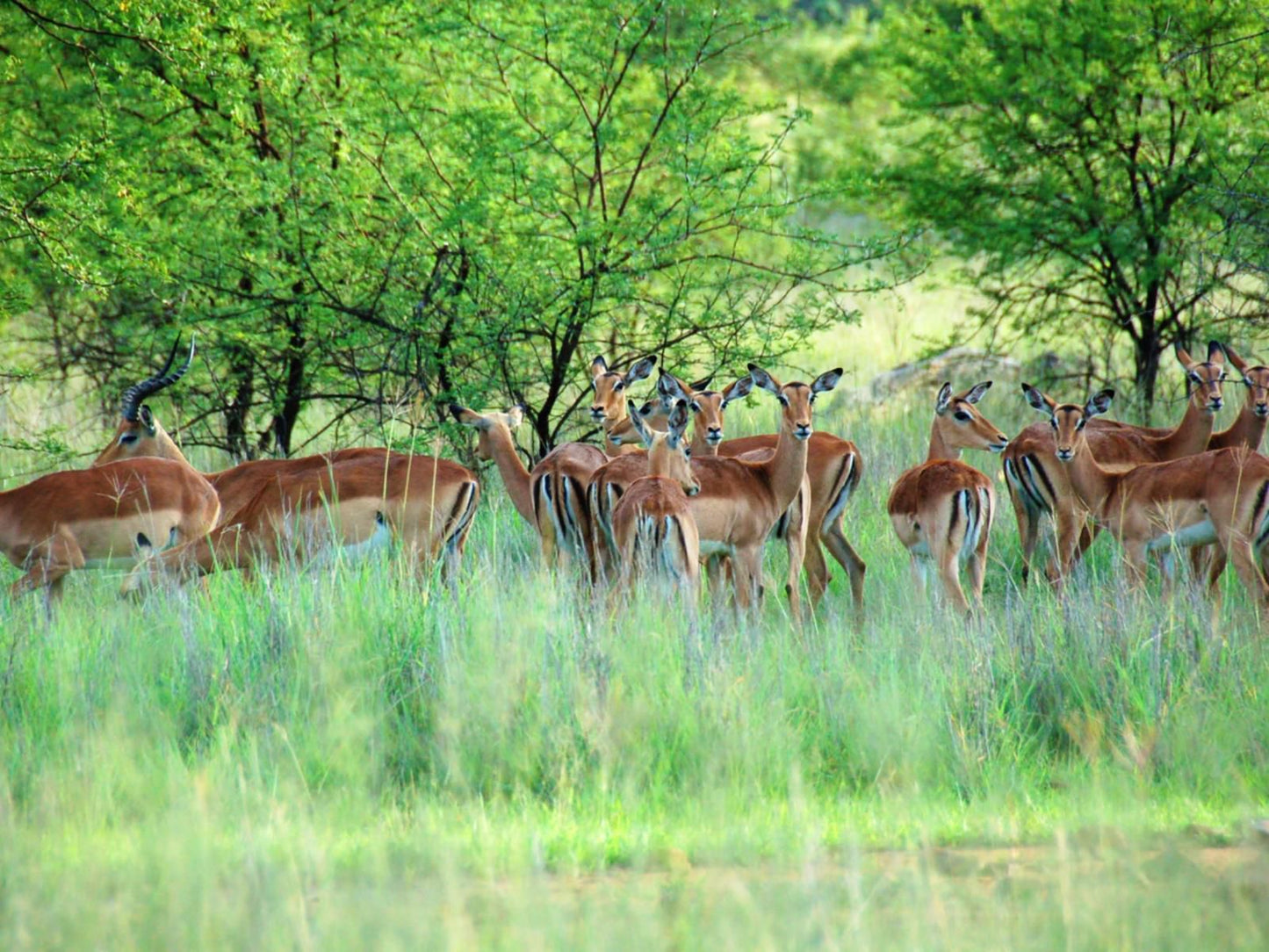 Lady Africa Bush Lodge, Deer, Mammal, Animal, Herbivore