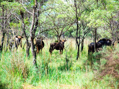 Lady Africa Bush Lodge, Animal