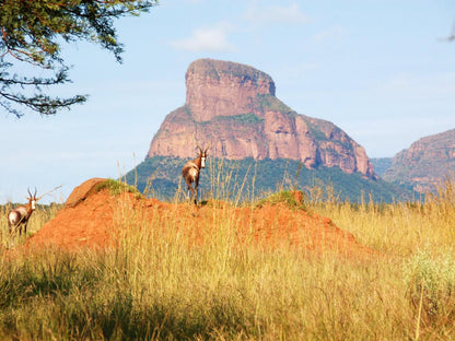 Lady Africa Bush Lodge