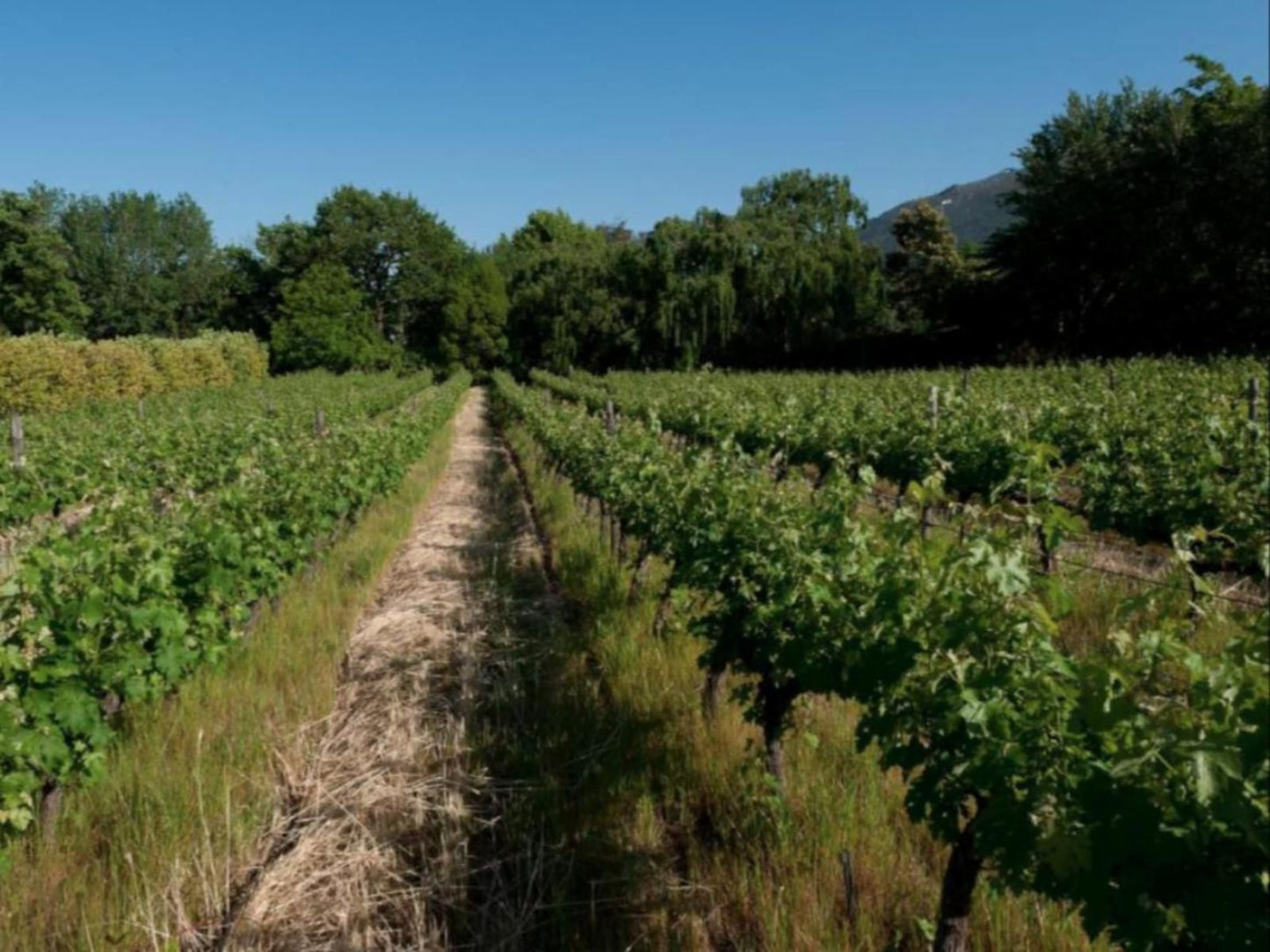 La Galiniere Guest Cottages Franschhoek Western Cape South Africa Complementary Colors, Field, Nature, Agriculture