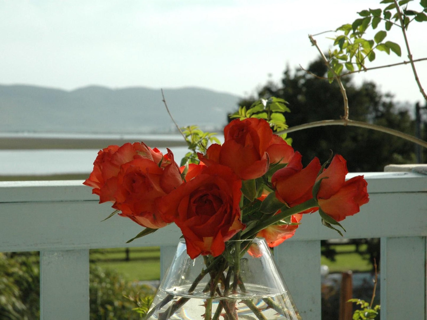 Lagoona Inn Old Place Knysna Western Cape South Africa Flower, Plant, Nature, Rose