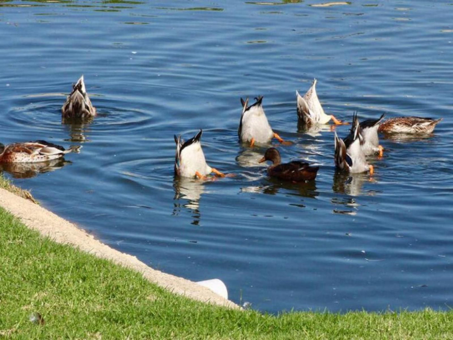 Lahani Lodge Benoni North Johannesburg Gauteng South Africa Complementary Colors, Duck, Bird, Animal, Lake, Nature, Waters